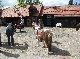 horse ranch, Lueneburg, Niedersachsen