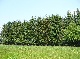 ranch, Lippe, Nordrhein-Westfalen