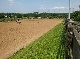horse ranch, Neckar-Odenwald-Kreis, Baden-Wuerttemberg