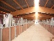 horse ranch, Rostock(Stadt), Mecklenburg-Vorpommern